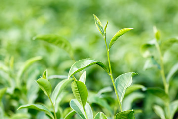 Fototapeta na wymiar Fresh green tea leaves (Camellia sinensis var. sinensis / Chinese tea) on plantation