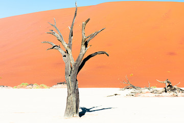 Camel thorn trees in the clay pan of Deadvlei, at Soussusvlei, Namibia