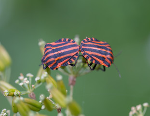 Two bugs