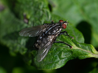 Close-up of a fly