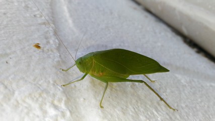 grasshopper on leaf