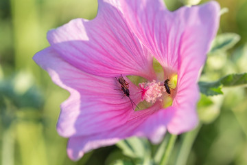 pink flower with insects inside.Malva arborea.