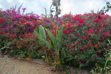 Garden beach, Puerto de la Cruz, Tenerife, Spain