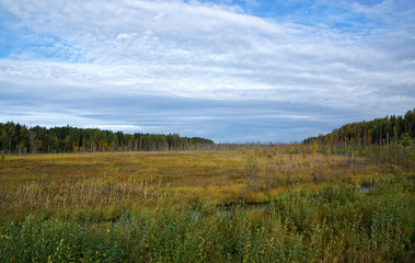 Panoramic view of the marshland with grass and small trees in the time of golden Autumn. Russia, East Karelia