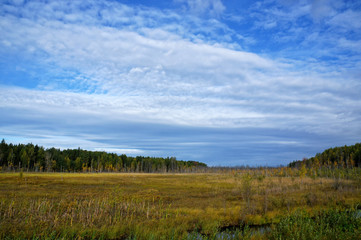 Fototapeta na wymiar Picturesque view of the wetland with dry grass and small trees in the time of golden Autumn. Russia, East Karelia