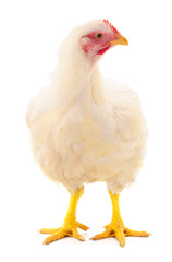 White hen isolated.