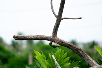 Little Bird Eating Some Bugs on the Dry Branch of the Tree