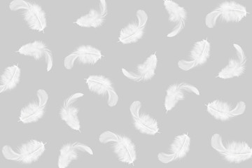 white feathers on grey background
