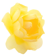 Yellow beautiful roses.