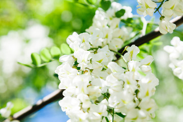 White acacia bloom in Moldova