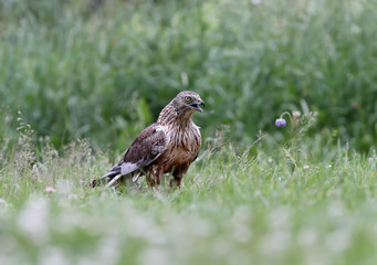 The male The western marsh harrier (Circus aeruginosus) sits on the ground among thick grass. Close-up and detailed photos