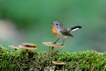 Male red-breasted flycatcher (Ficedula parva) poses on a moss-covered log of mushrooms. Unusual close-up and soft light photos in full color.