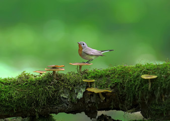 Male red-breasted flycatcher (Ficedula parva) poses on a moss-covered log of mushrooms. Unusual close-up and soft light photos in full color.