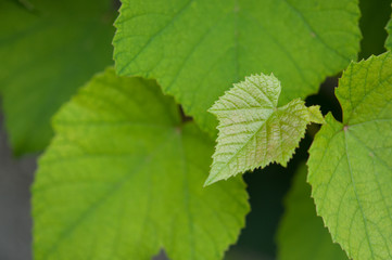 Fototapeta na wymiar ぶどうの葉, growing green leaves of delaware grapes s08