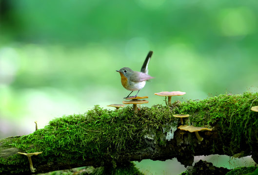 Male red-breasted flycatcher (Ficedula parva) poses on a moss-covered log of mushrooms. Unusual close-up and soft light photos in full color.