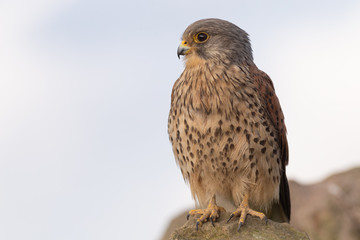kestrel sat waiting