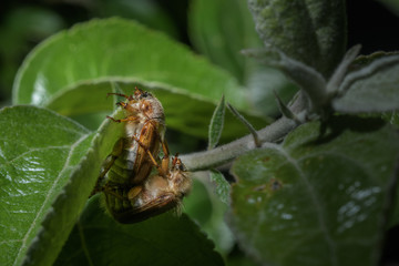 Paarung der Junikäfer am Blatt