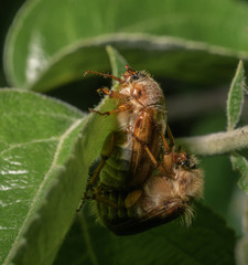 Paarung der Junikäfer am Blatt