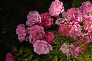 Rosa Rosenblüte im Auschnitt