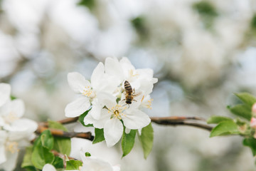 Domesticated Honey Bees (Apis mellifera carpatica) pollinates an apple tree in Moldova