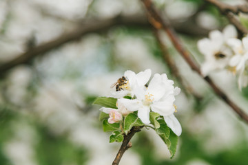 Domesticated Honey Bees (Apis mellifera carpatica) pollinates an apple tree in Moldova