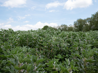 Fototapeta na wymiar Field of bean plants 