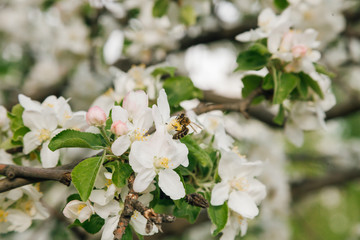 Domesticated Honey Bees (Apis mellifera carpatica) pollinates an apple tree in Moldova