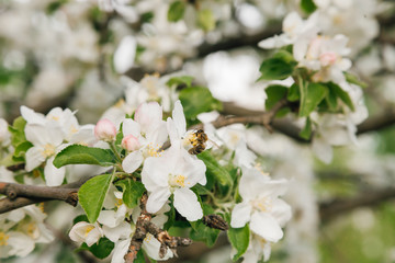 Domesticated Honey Bees (Apis mellifera carpatica) pollinates an apple tree in Moldova
