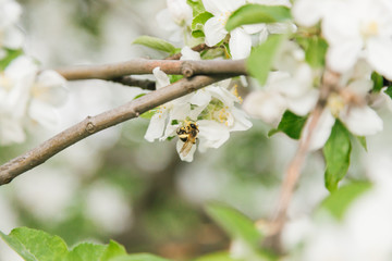 Wasp (Halictus) pollinates an apple tree in Moldova