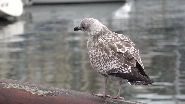 Young gray gull scratching its head and flaps its wings while sitting on the wooden bowsprit of the yacht