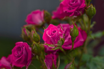 Pink Rose. Rosebush. Green Buds