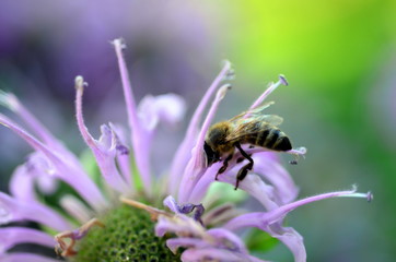 Biene auf Indianernessel