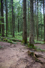 background of tree trunks