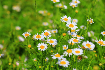 Fototapeta premium Daisies on the meadow, Bavaria, Germany