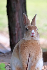 愛らしいウサギ