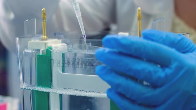 A scientist uses a thin pipette to place samples with DNA fragments on an agarose gel to separate DNA fragments.