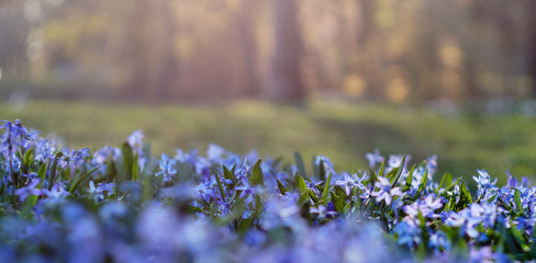 blue flowers in the light
