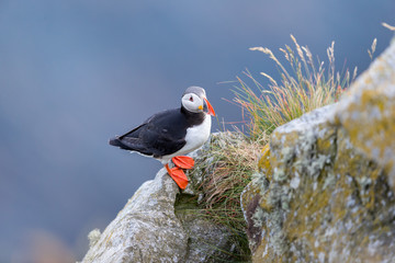 Puffin on the cliff with gras at Runde Norway