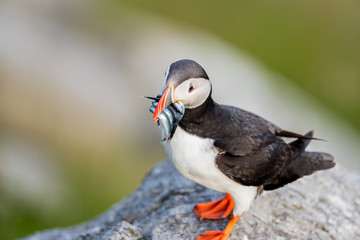 Puffin with filled fresh fish in her mouth at Runde Norway