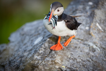 Puffin with fresh fish in the mouth at Runde Norway