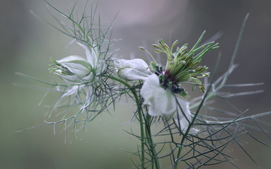 Czarnuszka Damasceńska © mycatherina