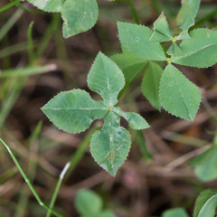 Vierblättriges Kleeblatt Klee four-leaf clover grün green garten garden Glück fortune good luck...