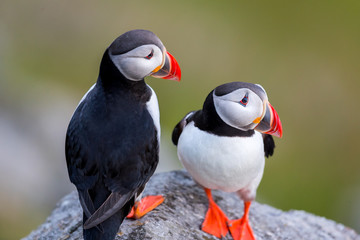 Puffin love on the cliff at Runde Norway