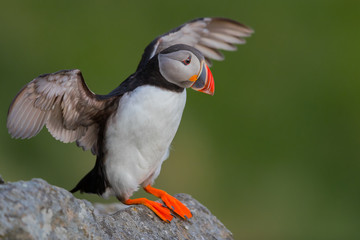 Close up with the Puffin with wings out at Runde Norway
