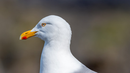 Fototapeta premium Seabird portrait at side