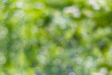 Green abstract bokeh background