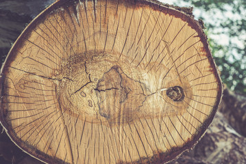 Closeup of cut birch log, filter effect