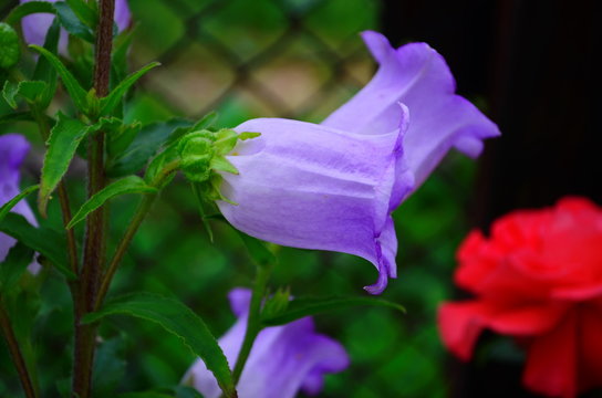 Blue Bell Flowers in the sun. Beautiful wildflowers close up - Powered by Adobe