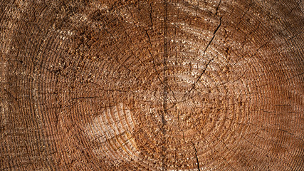 Old brown tree saw cut with annual rings