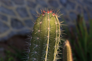 Cactus landscape. Cultivation of cacti. Cactus field. Garden of flower. Selective focus